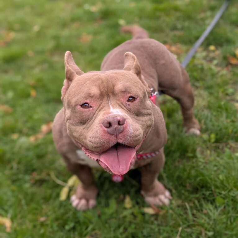 Tootsie, a 3 years old female Unknown available for adoption from Durham Dogs & Cats Home in Coxhoe, County Durham