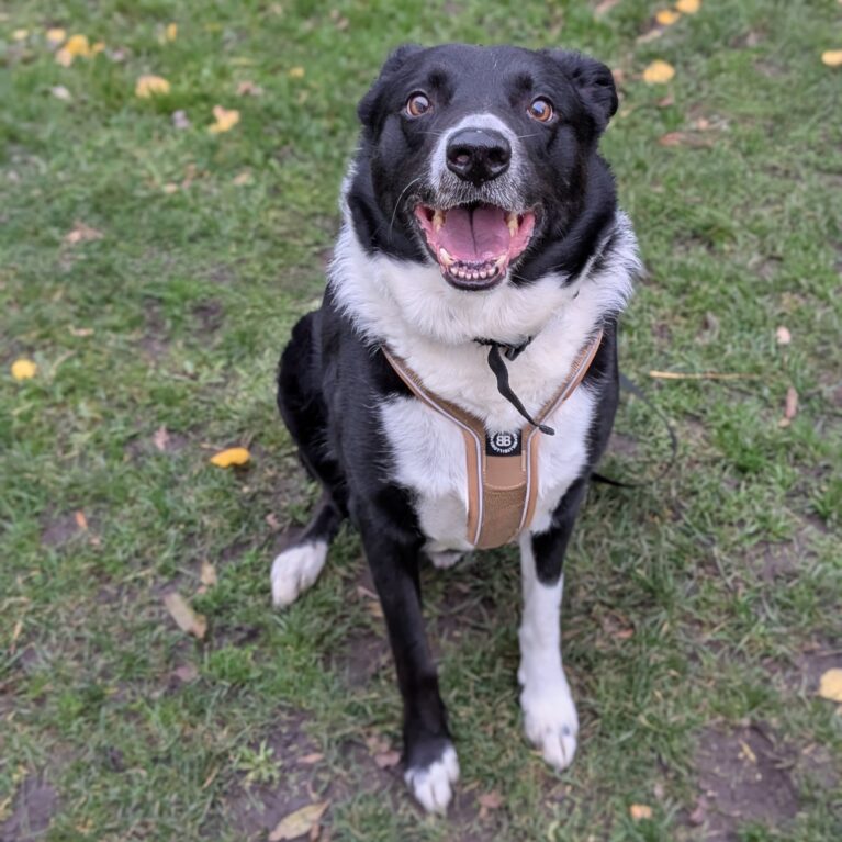 Norman, a 4 years old male Collie available for adoption from Durham Dogs & Cats Home in Coxhoe, County Durham