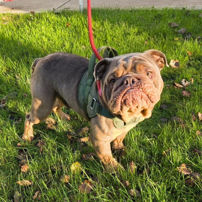 Fester, a 3 years old male Unknown available for adoption from Durham Dogs & Cats Home in Coxhoe, County Durham