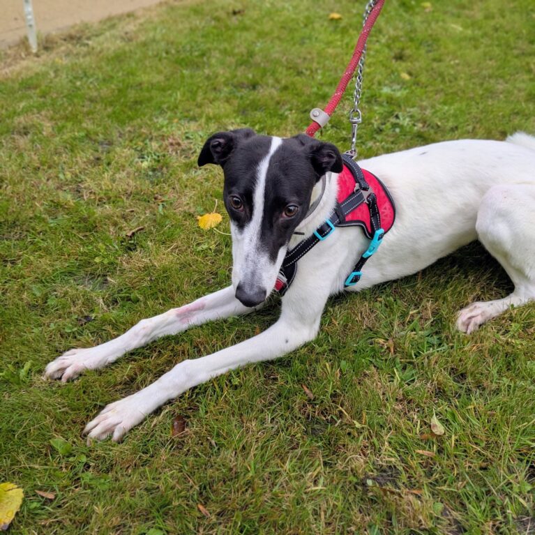 Freddy, a 2 years old male Unknown available for adoption from Stray Aid in Coxhoe