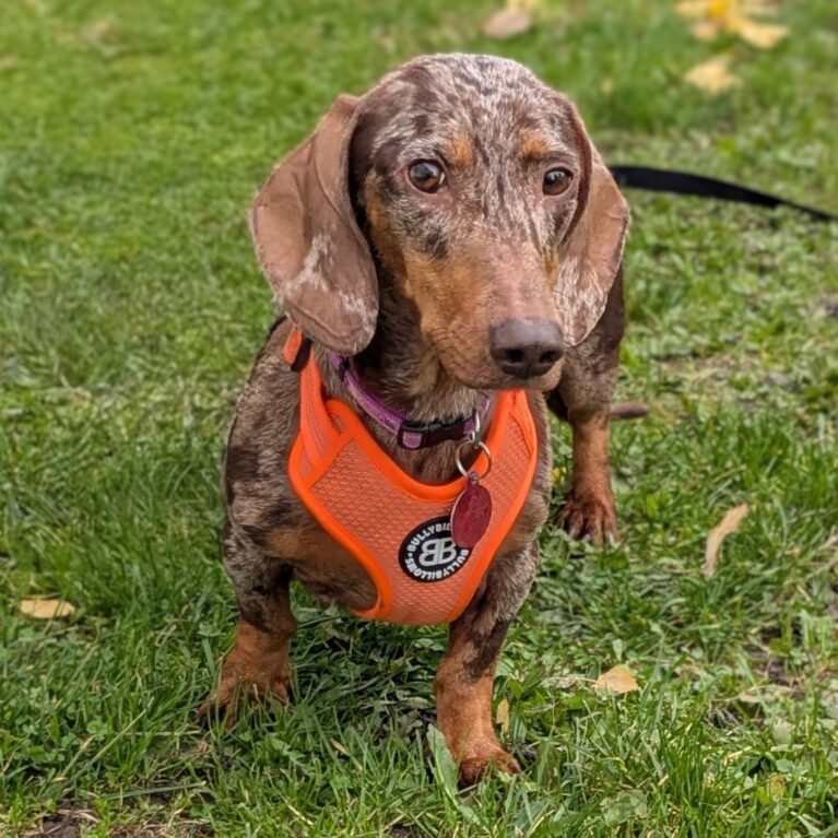 Frankie, a 5 years old female Dachshund available for adoption from Durham Dogs & Cats Home in Coxhoe, County Durham