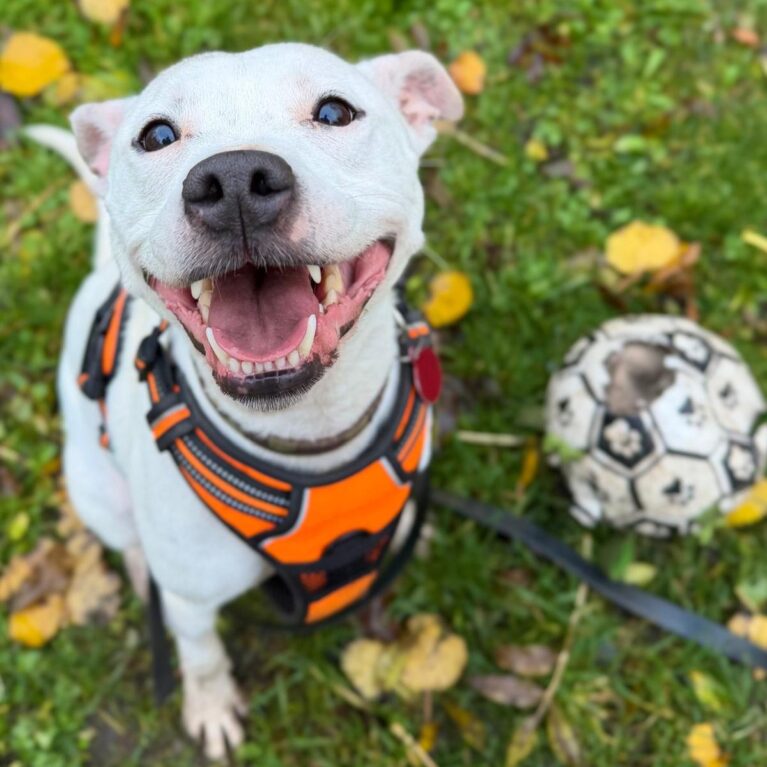 Fern, a 7 years old female Unknown available for adoption from Durham Dogs & Cats Home in Coxhoe, County Durham
