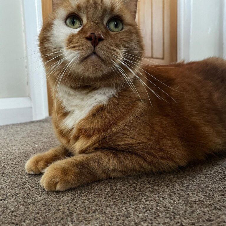 Jasper, a 13 years old male Unknown available for adoption from Stray Aid in Coxhoe