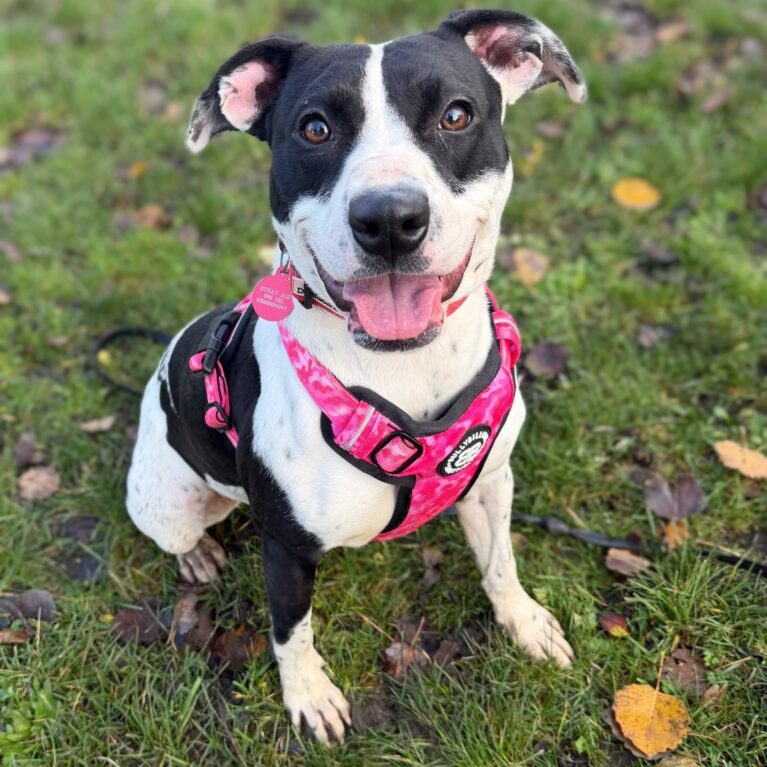 Penny, a 1 year old female Unknown available for adoption from Stray Aid in Coxhoe