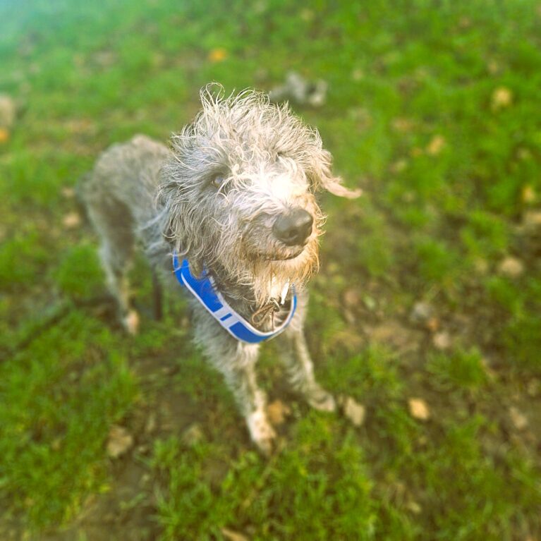 Salem, a 2 years old male Unknown available for adoption from Durham Dogs & Cats Home in Coxhoe, County Durham