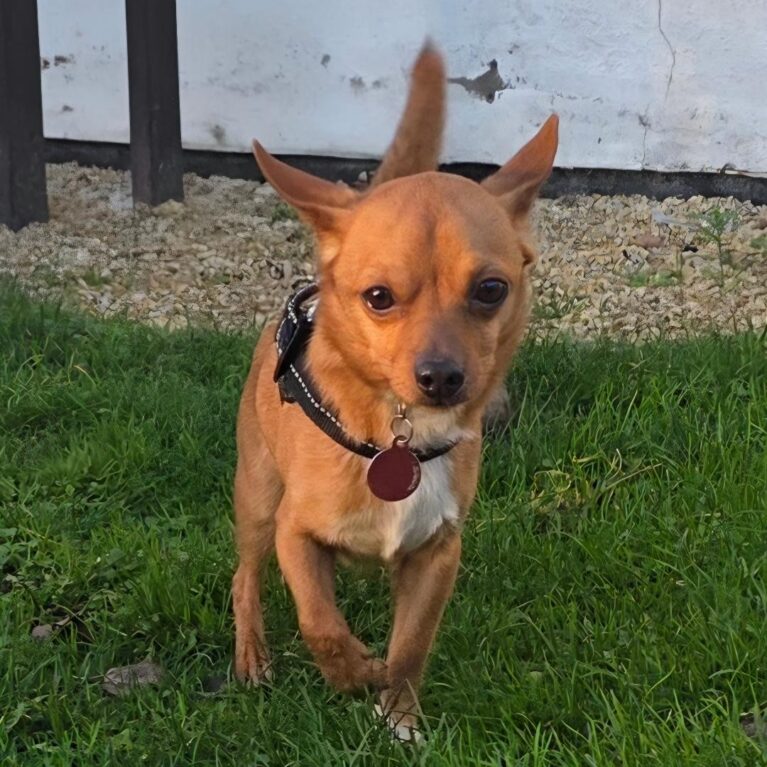 Bobby, a 5 years old male Chihuahua available for adoption from Durham Dogs & Cats Home in Coxhoe, County Durham