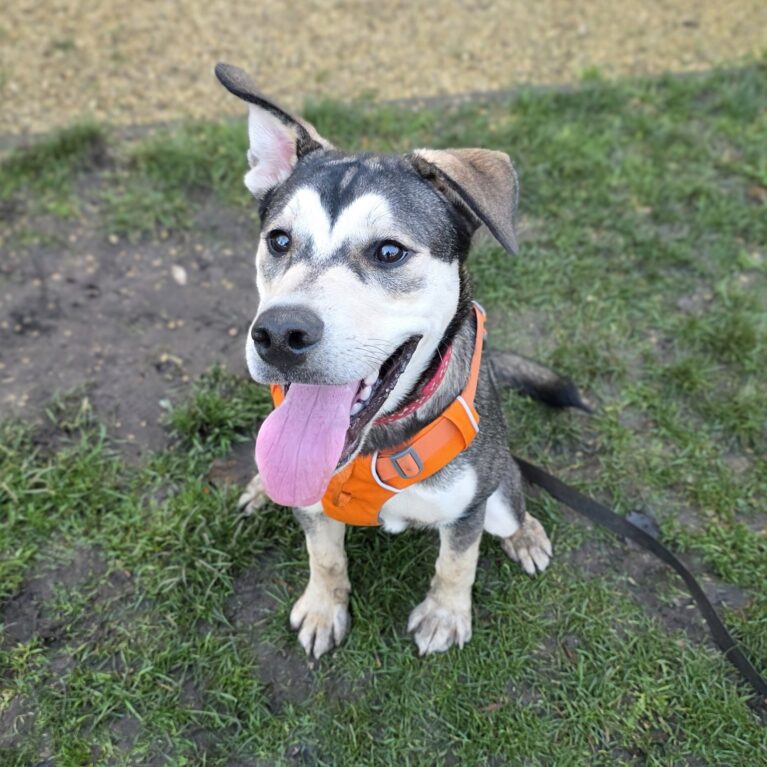 Marley, a 8 months old male Siberian Husky available for adoption from Durham Dogs & Cats Home in Coxhoe, County Durham