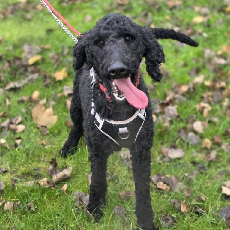 Prancer, a 3 years old male Poodle available for adoption from Durham Dogs & Cats Home in Coxhoe, County Durham