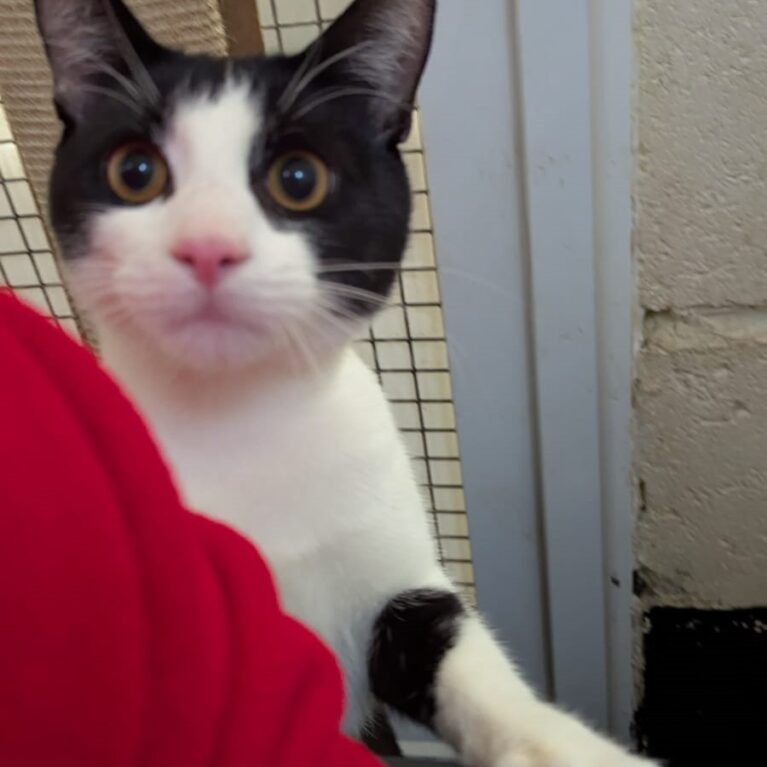 Leo, a Unknown old male Unknown available for adoption from Durham Dogs & Cats Home in Coxhoe, County Durham