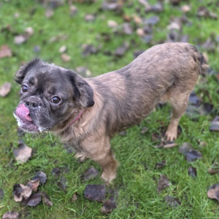 Waffle, a 4 years old female French Bulldog available for adoption from Durham Dogs & Cats Home in Coxhoe, County Durham