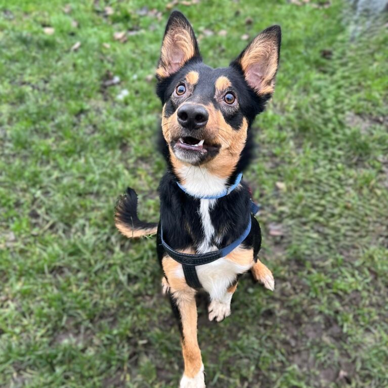 Sparky, a 10 months old male Collie available for adoption from Durham Dogs & Cats Home in Coxhoe, County Durham