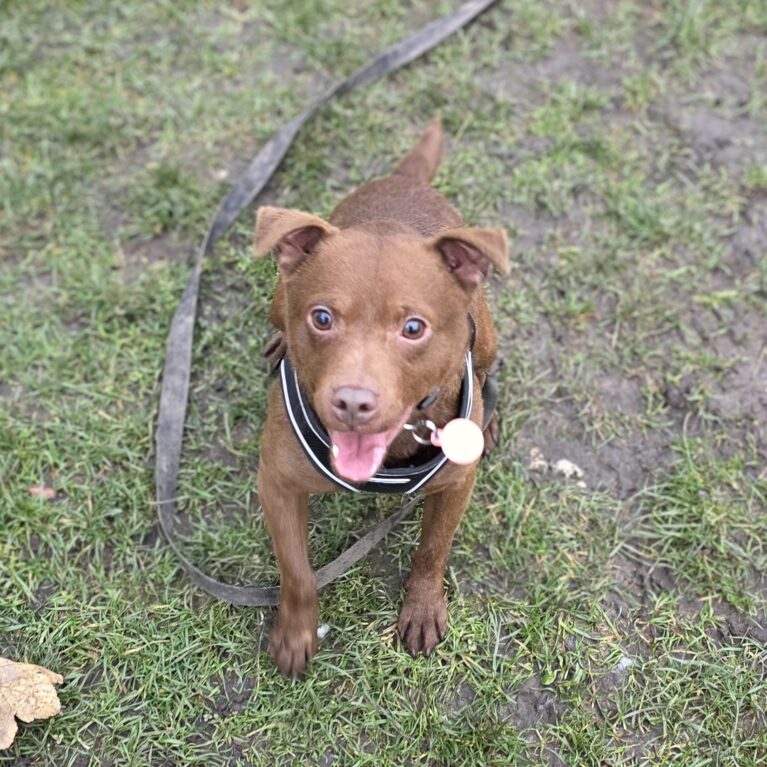 Avery, a 3 years old male Unknown available for adoption from Durham Dogs & Cats Home in Coxhoe, County Durham