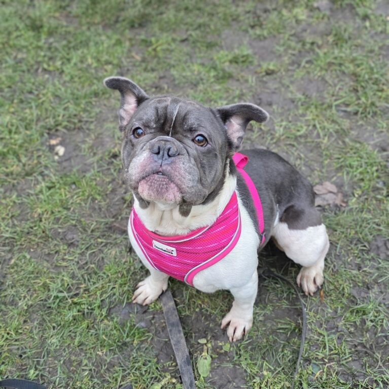Pippa, a 3 years old female French Bulldog available for adoption from Durham Dogs & Cats Home in Coxhoe, County Durham