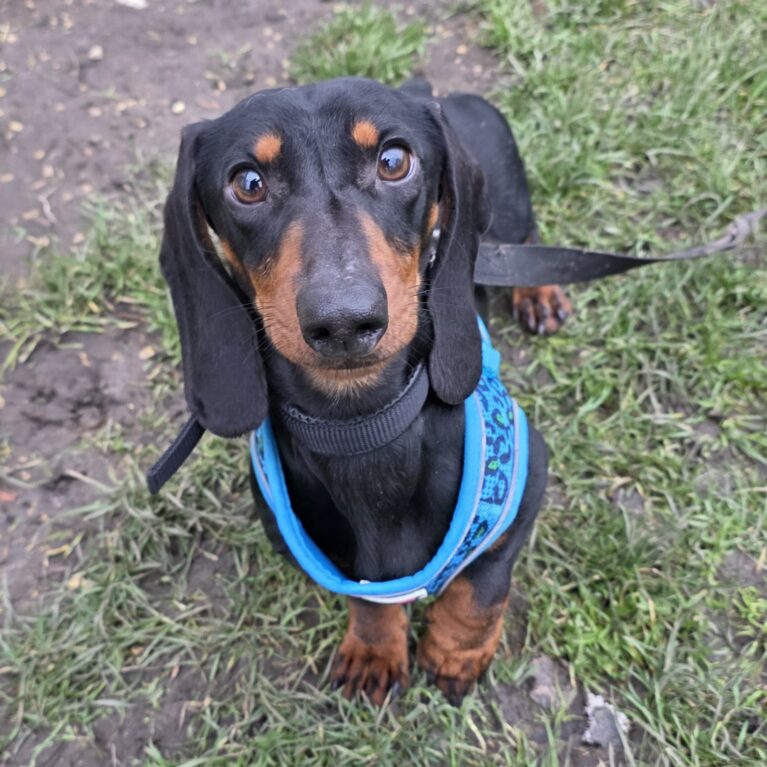 Micky, a 3 years old male Dachshund available for adoption from Durham Dogs & Cats Home in Coxhoe, County Durham