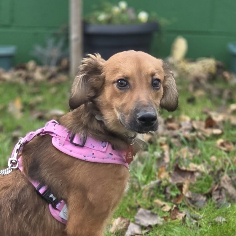 Star, a 8 months old female Unknown available for adoption from Durham Dogs & Cats Home in Coxhoe, County Durham