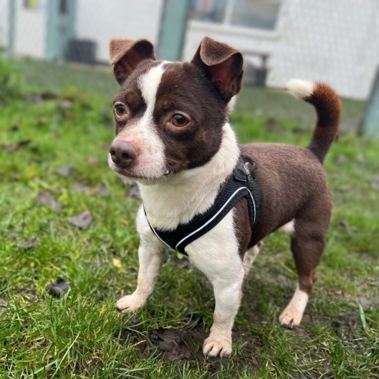 Elfie, a 4 years old male Chihuahua available for adoption from Durham Dogs & Cats Home in Coxhoe, County Durham