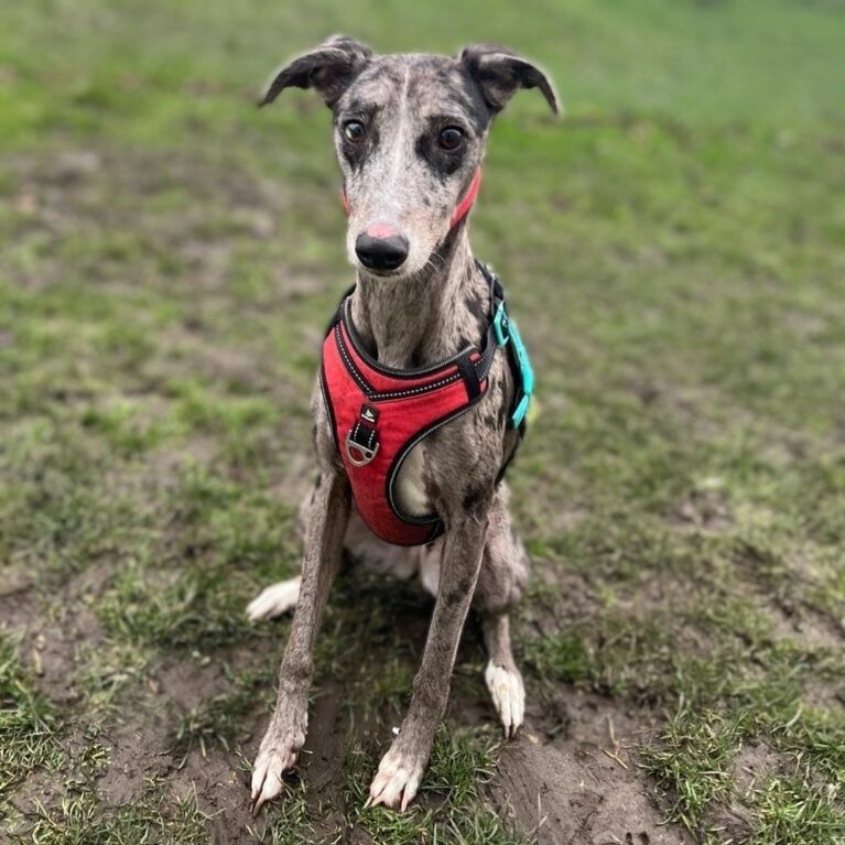 Silver, a 4 years old female Unknown available for adoption from Durham Dogs & Cats Home in Coxhoe, County Durham