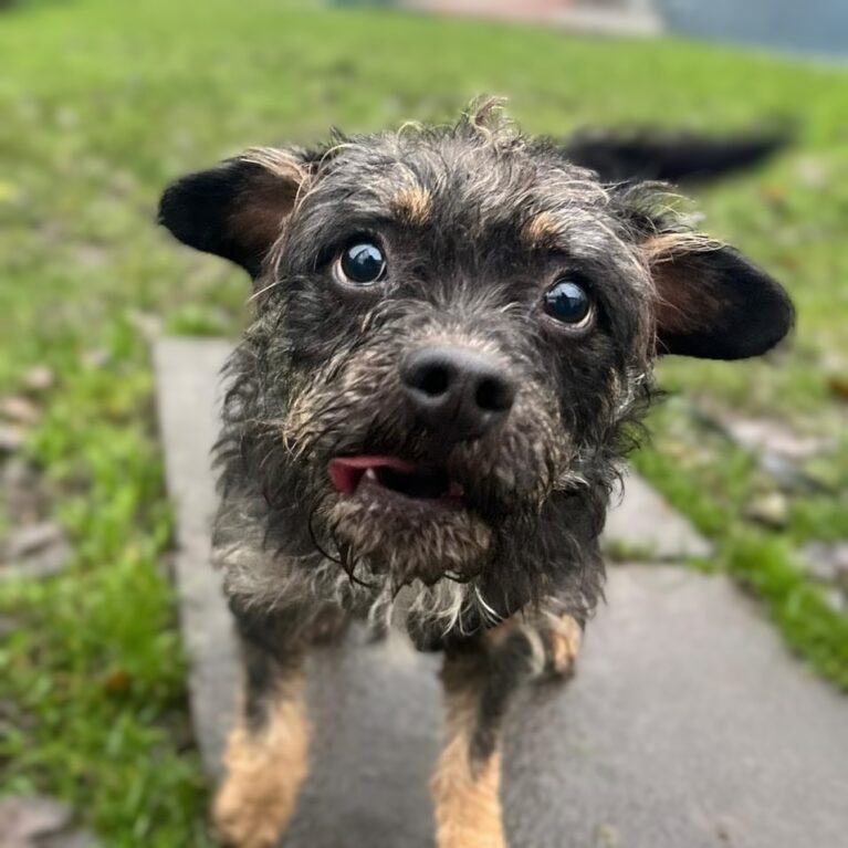 Kevin, a Unknown old male Unknown available for adoption from Durham Dogs & Cats Home in Coxhoe, County Durham