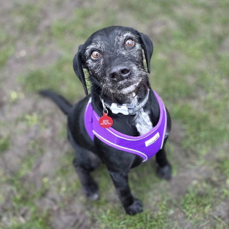 Charlie, a 8 years old male Unknown available for adoption from Durham Dogs & Cats Home in Coxhoe, County Durham