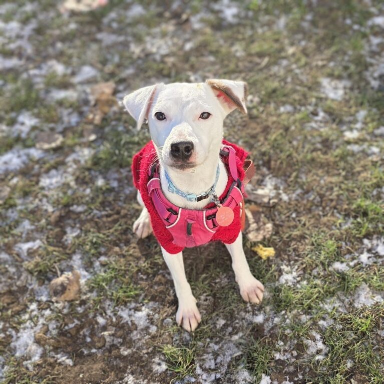 Saffy, a 1 year old female Jack Russell Terrier available for adoption from Durham Dogs & Cats Home in Coxhoe, County Durham