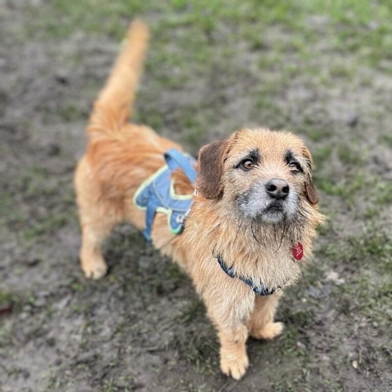 Rusty, a 3 years old male Unknown available for adoption from Durham Dogs & Cats Home in Coxhoe, County Durham