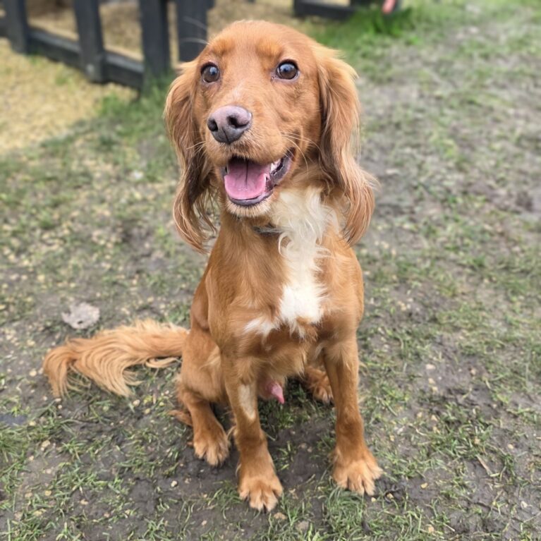 Asher, a 3 years old male Unknown available for adoption from Durham Dogs & Cats Home in Coxhoe, County Durham