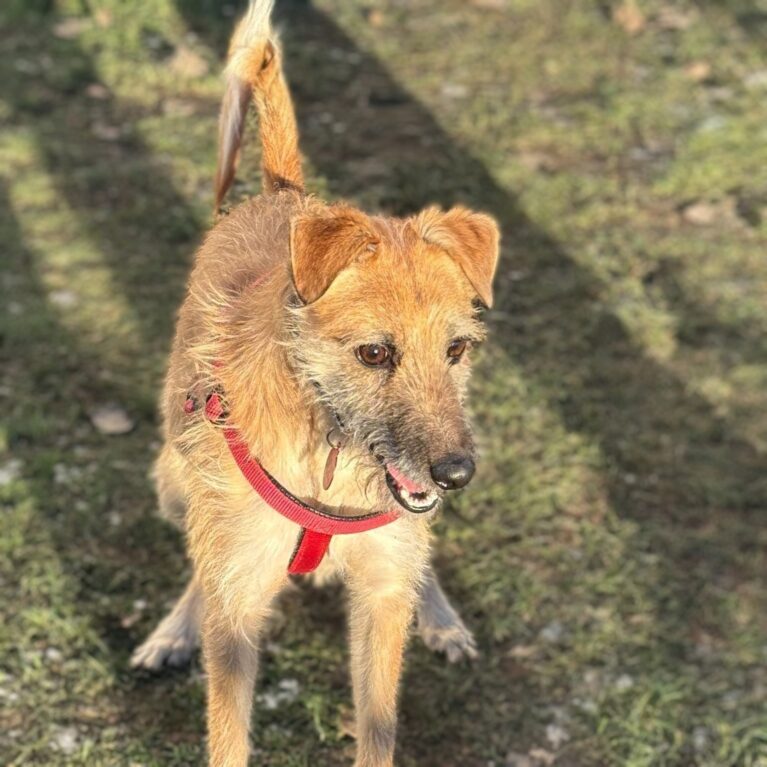 Toby, a 10 months old male Unknown available for adoption from Durham Dogs & Cats Home in Coxhoe, County Durham