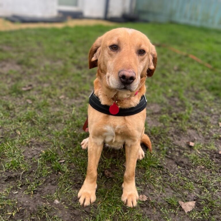 Jemima, a 7 years old female Labrador available for adoption from Durham Dogs & Cats Home in Coxhoe, County Durham