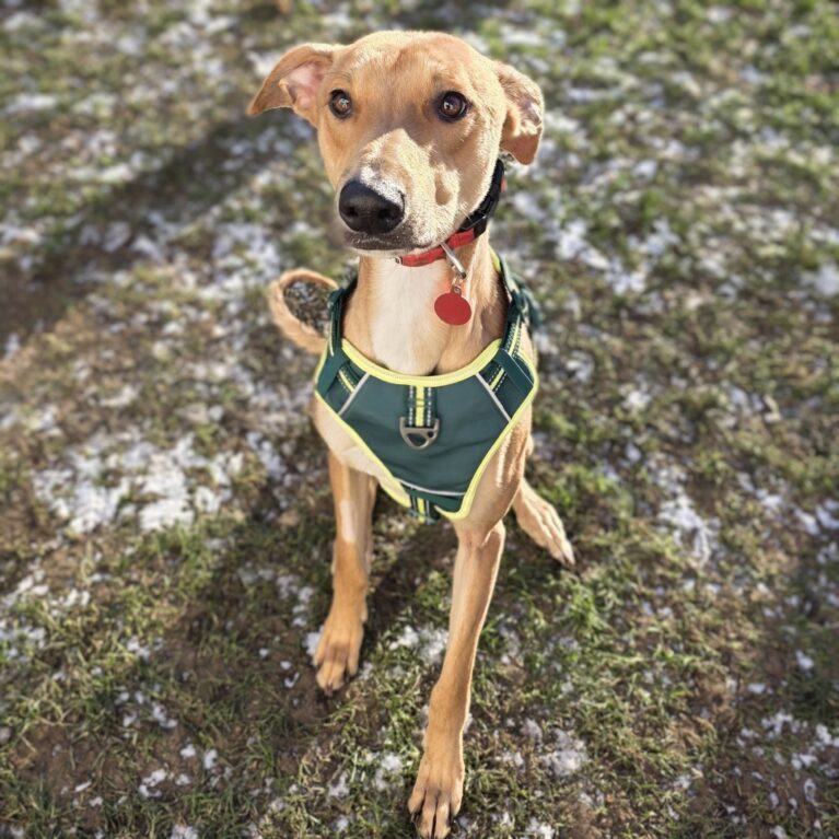 Crosby, a 1 year old male Lurcher available for adoption from Durham Dogs & Cats Home in Coxhoe, County Durham