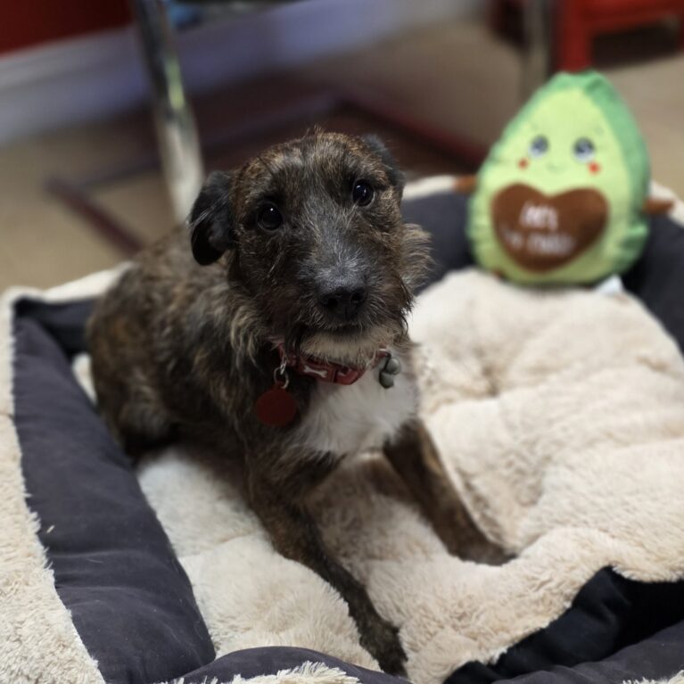 Maisie, a Unknown old female Unknown available for adoption from Durham Dogs & Cats Home in Coxhoe, County Durham