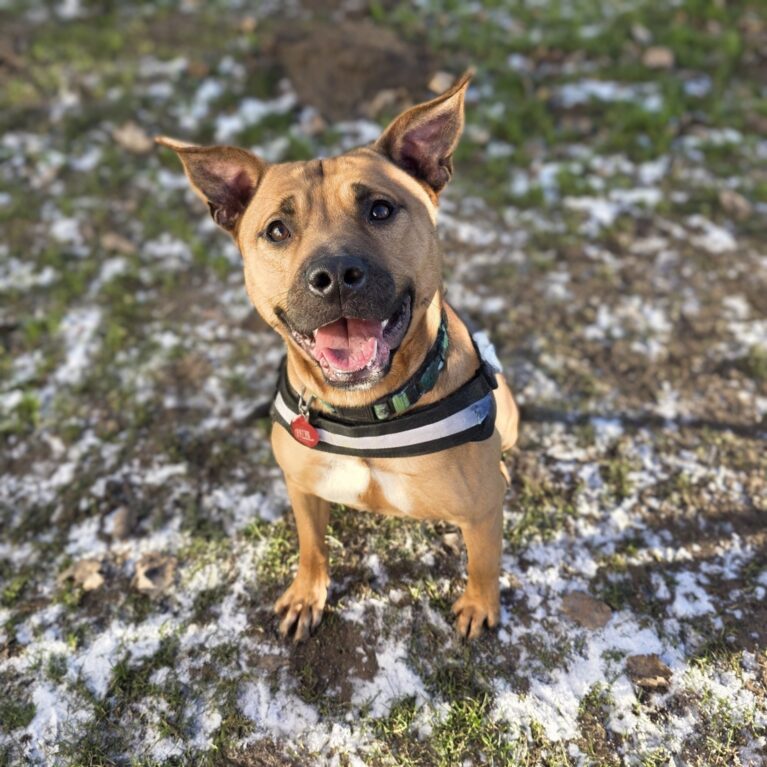 Jim, a 2 years old male Staffordshire Bull Terrier available for adoption from Durham Dogs & Cats Home in Coxhoe, County Durham