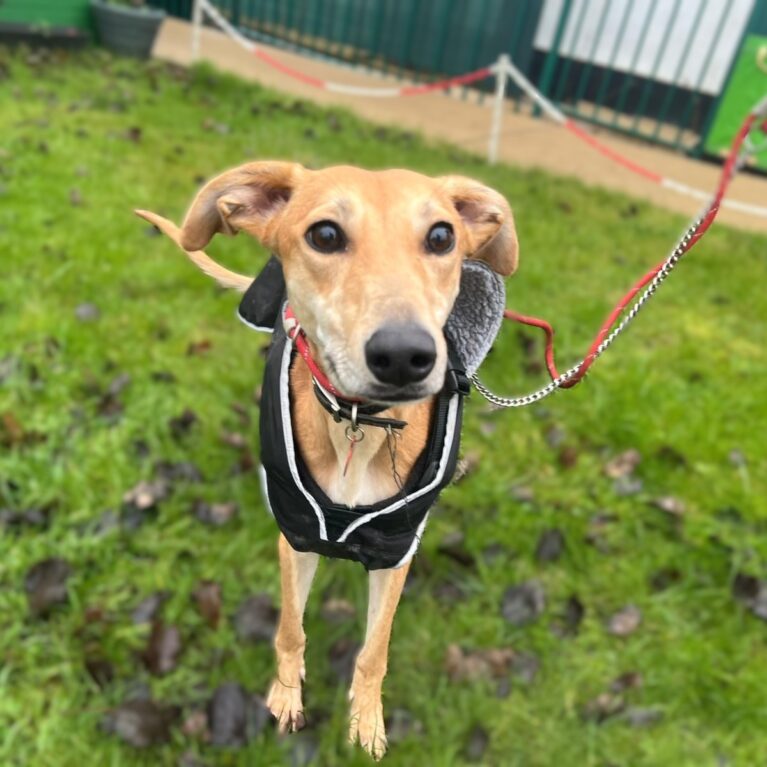 Amber, a 2 years old female Unknown available for adoption from Durham Dogs & Cats Home in Coxhoe, County Durham