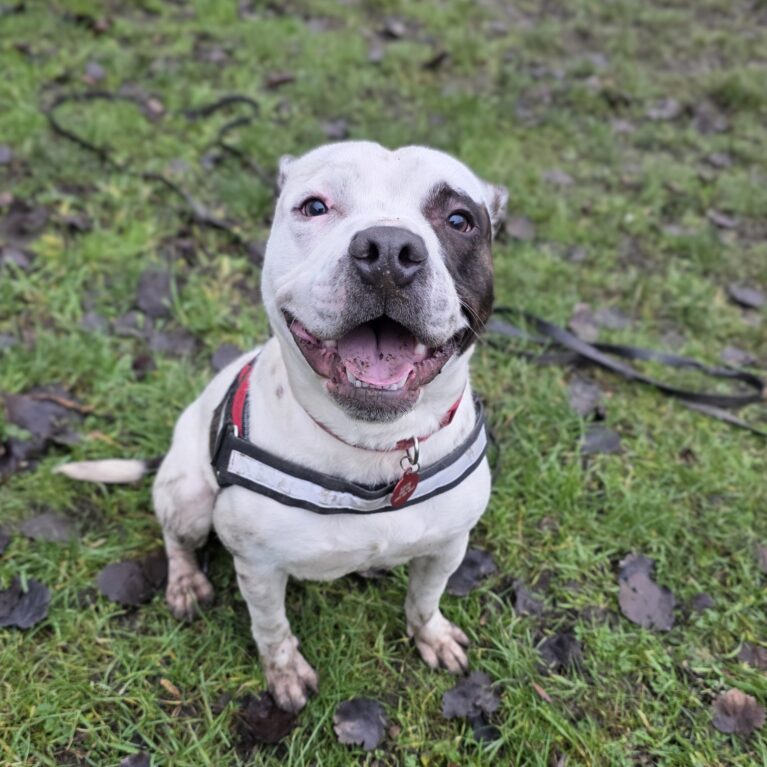 Sully, a 1 year old male Unknown available for adoption from Durham Dogs & Cats Home in Coxhoe, County Durham