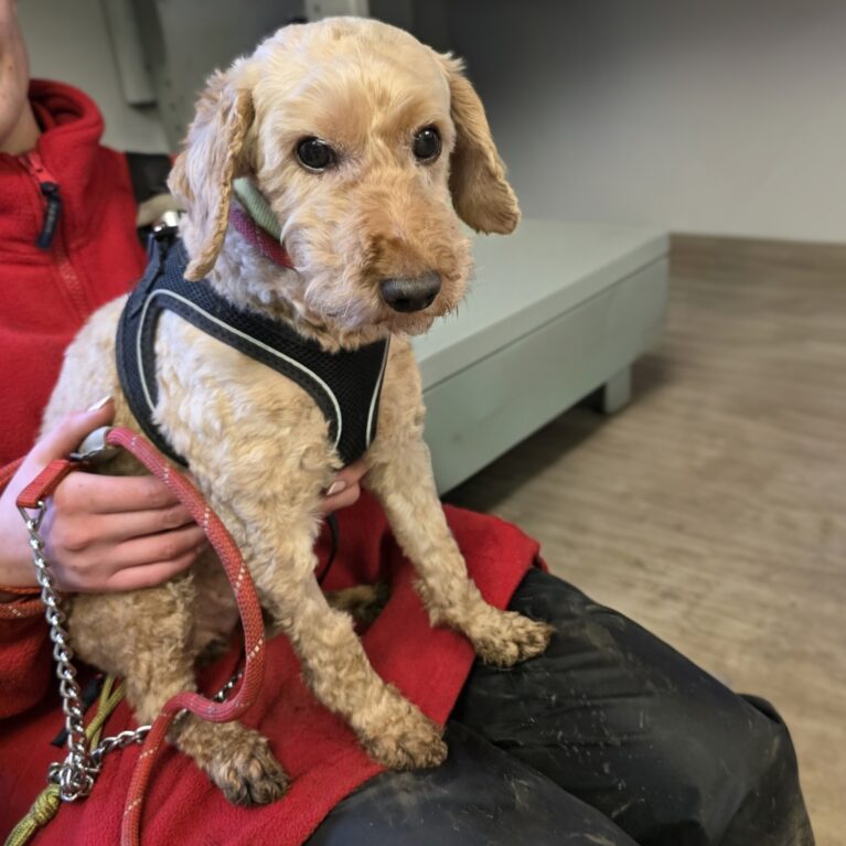 Eric, a 4 years old male Unknown available for adoption from Durham Dogs & Cats Home in Coxhoe, County Durham