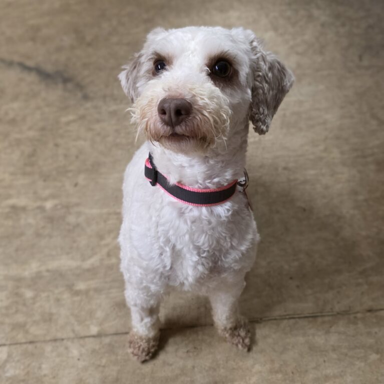 Ernie, a 3 years old male Unknown available for adoption from Durham Dogs & Cats Home in Coxhoe, County Durham