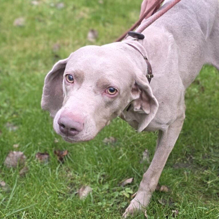 Princess, a 6 years old female Unknown available for adoption from Durham Dogs & Cats Home in Coxhoe, County Durham