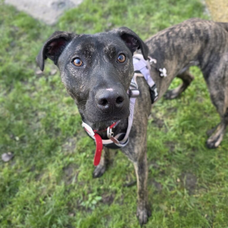 Bodhi, a Unknown old male Lurcher available for adoption from Durham Dogs & Cats Home in Coxhoe, County Durham