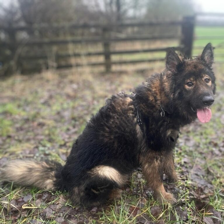 Hugo, a 1 year old male Unknown available for adoption from Durham Dogs & Cats Home in Coxhoe, County Durham