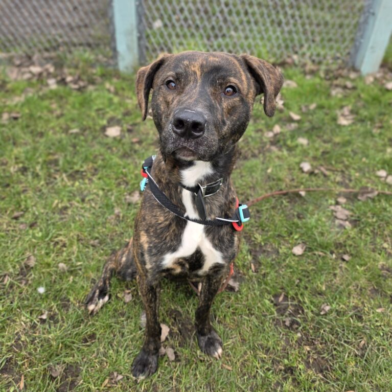 Julius, a 2 years old male Lurcher available for adoption from Durham Dogs & Cats Home in Coxhoe, County Durham