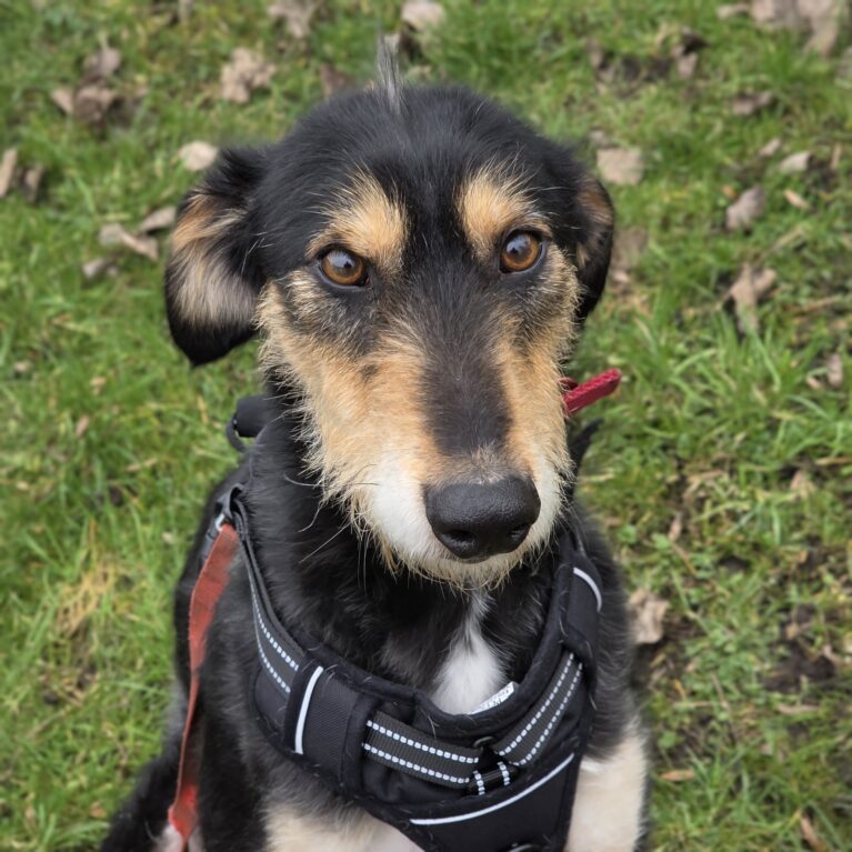 Roman, a 4 years old male Lurcher available for adoption from Durham Dogs & Cats Home in Coxhoe, County Durham