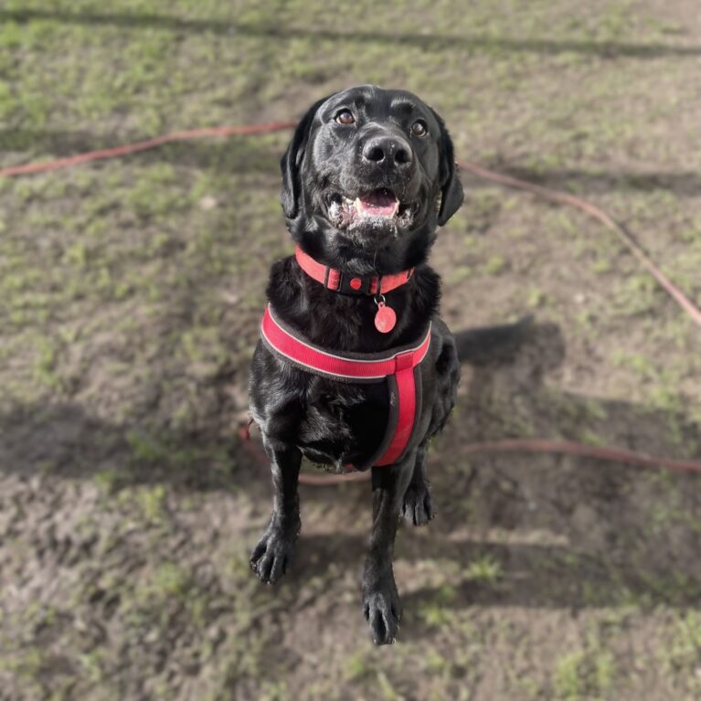 Toby, a 3 years old male Labrador available for adoption from Durham Dogs & Cats Home in Coxhoe, County Durham