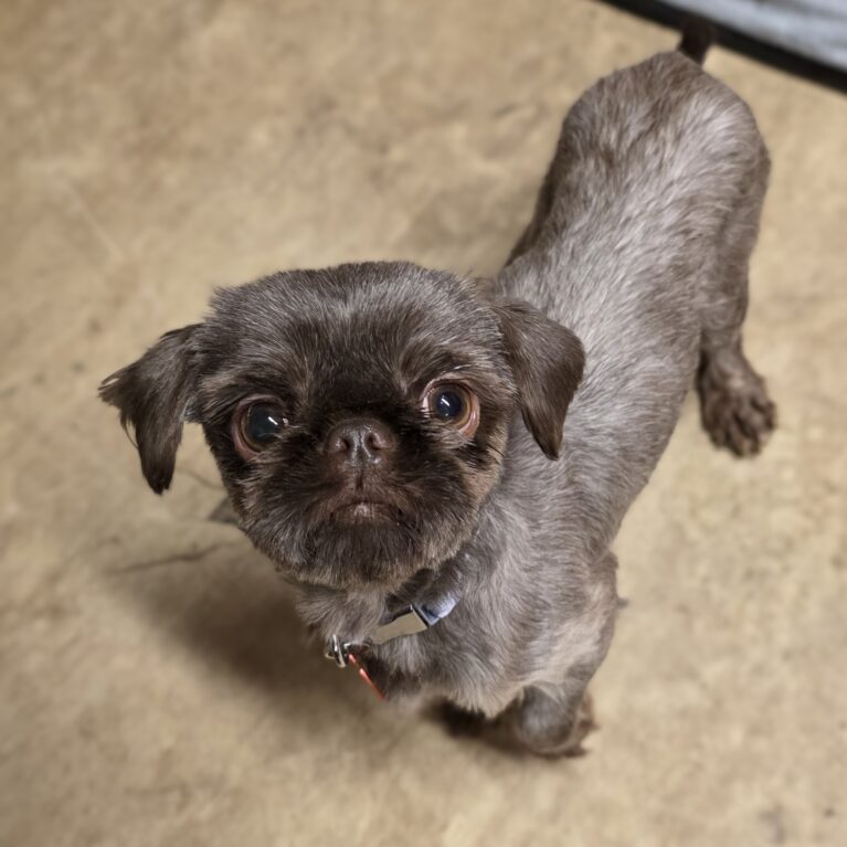 Gizmo, a 4 years old male Unknown available for adoption from Durham Dogs & Cats Home in Coxhoe, County Durham