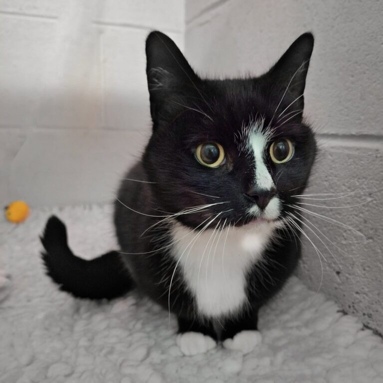 Spike, a 12 years old male Unknown available for adoption from Durham Dogs & Cats Home in County Durham