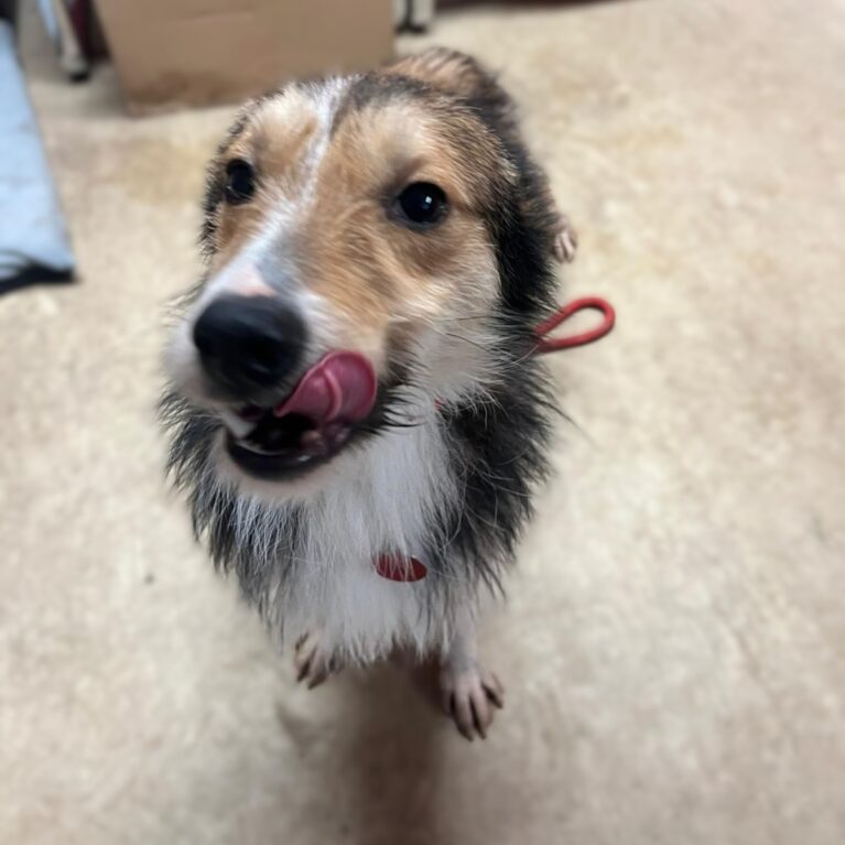 Finn, a 1 year old male Unknown available for adoption from Durham Dogs & Cats Home in Coxhoe, County Durham