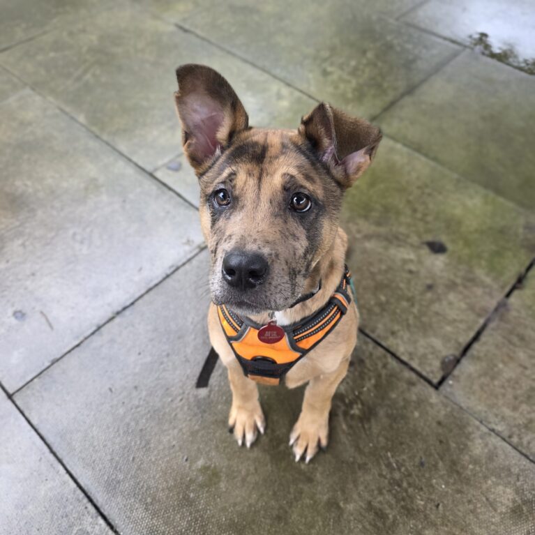 Willow, a Unknown old female Unknown available for adoption from Durham Dogs & Cats Home in Coxhoe, County Durham