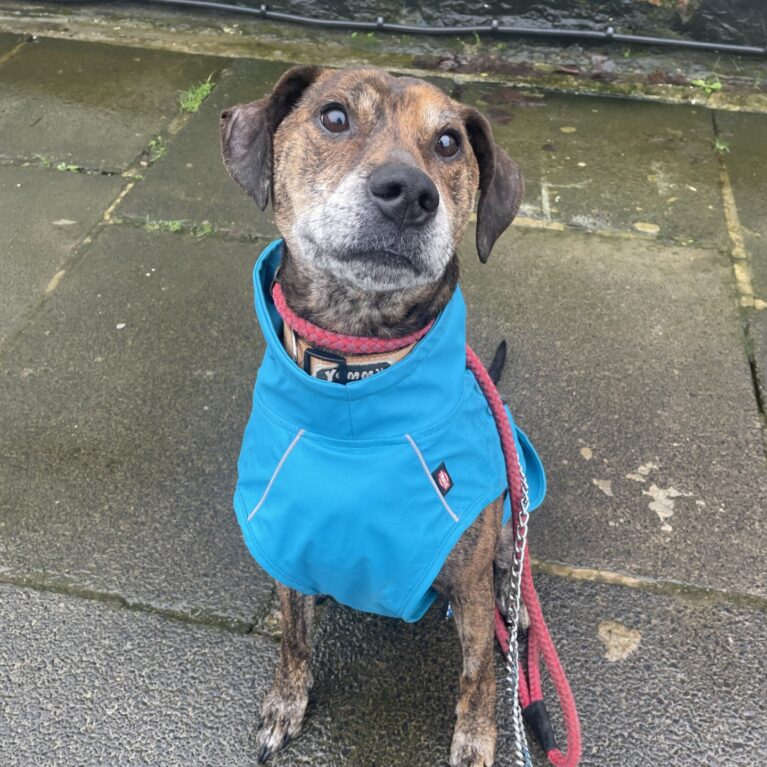 Merlin, a 8 years old male Staffordshire Bull Terrier available for adoption from Durham Dogs & Cats Home in Coxhoe, County Durham