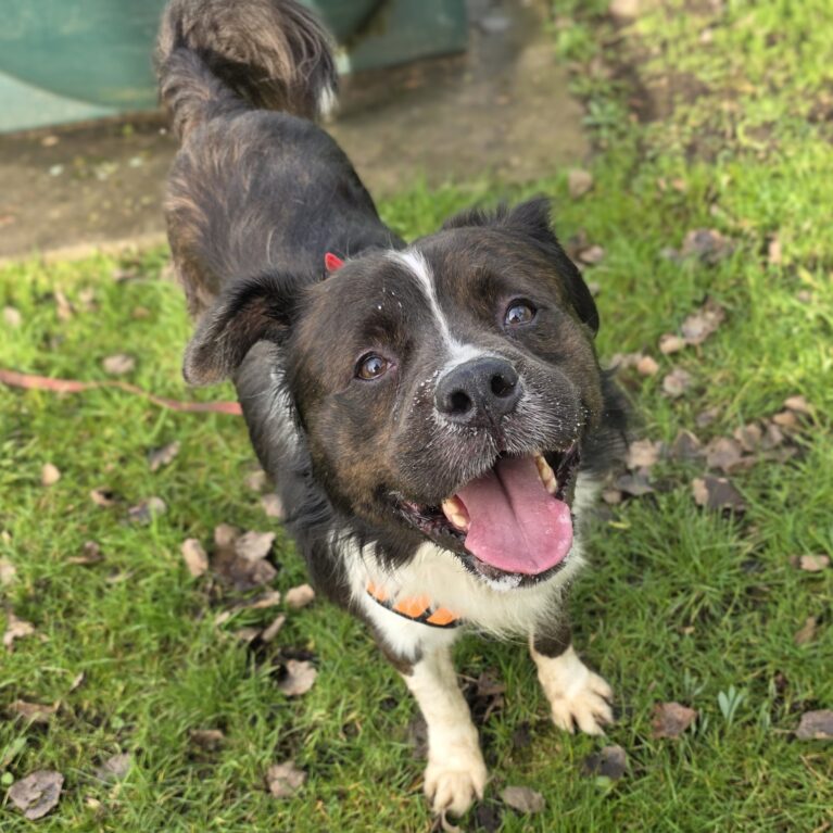 Bertie, a 7 years old male Crossbreed available for adoption from Durham Dogs & Cats Home in Coxhoe, County Durham