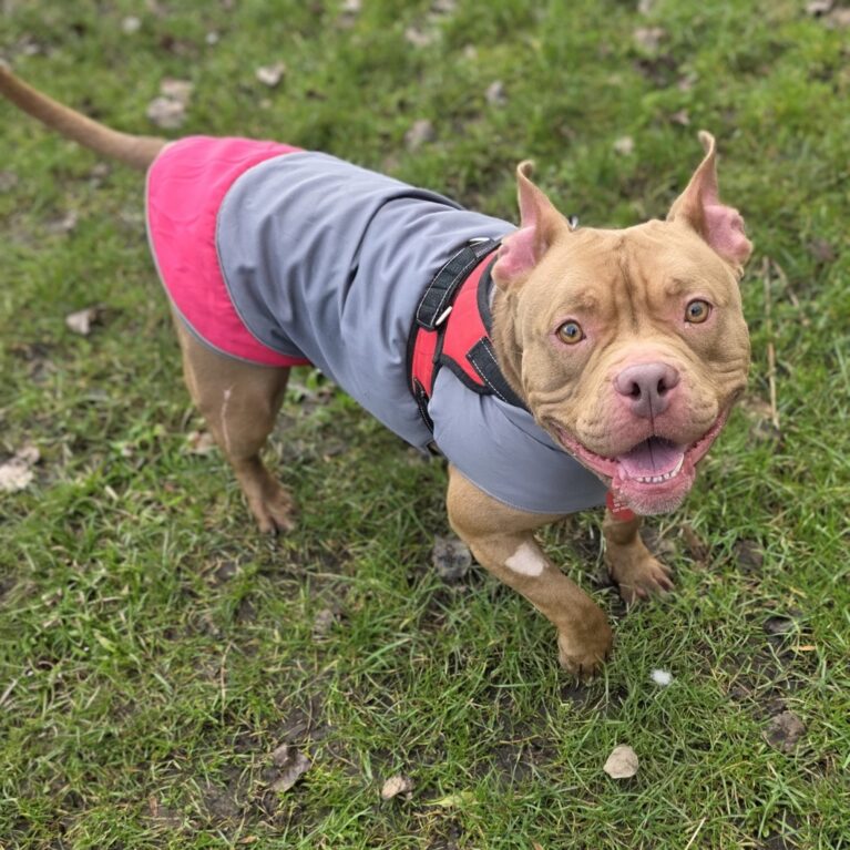 Bella, a 5 years old female Crossbreed available for adoption from Durham Dogs & Cats Home in Coxhoe, County Durham