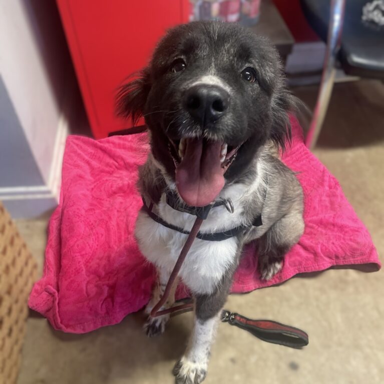 Lila, a 1 year old female Caucasian Shepherd available for adoption from Durham Dogs & Cats Home in Coxhoe, County Durham