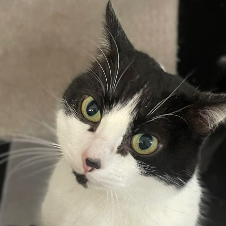 Puss Puss, a 6 years old female Unknown available for adoption from Durham Dogs & Cats Home in Coxhoe, County Durham